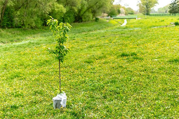 Plant a Tree St Catharines Moving